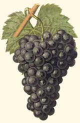 Grapes