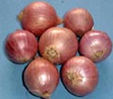 Onion