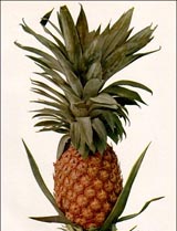 pineapple